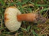 Gyroporus castaneus image