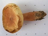 Gyroporus castaneus image