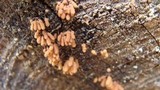 Arcyria denudata image