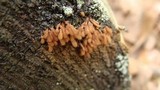 Arcyria denudata image