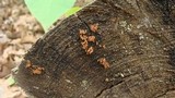 Arcyria denudata image