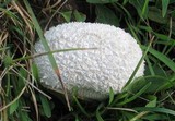 Lycoperdon marginatum image