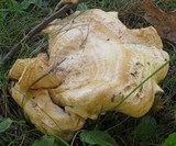 Lactarius psammicola image