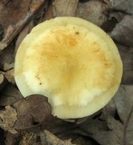 Marasmius strictipes image