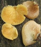 Crepidotus crocophyllus image