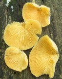 Crepidotus crocophyllus image