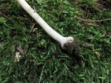Amanita farinosa image