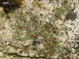Trapelia glebulosa image