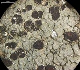 Trapelia glebulosa image