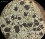 Trapelia glebulosa image