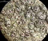 Trapelia glebulosa image