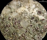 Trapelia glebulosa image