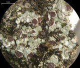 Trapelia glebulosa image