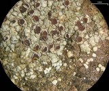 Trapelia glebulosa image