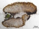 Trapelia glebulosa image
