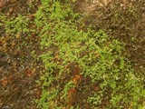 Lepraria santamonicae image