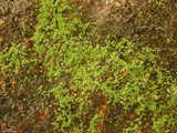 Lepraria santamonicae image