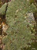 Aspicilia cyanescens image