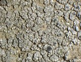 Aspicilia cyanescens image