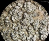 Aspicilia cyanescens image