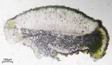 Aspicilia cyanescens image