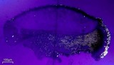 Aspicilia cyanescens image