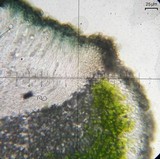 Aspicilia cyanescens image