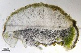Aspicilia cyanescens image