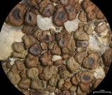 Acarospora obpallens image