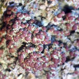 Biatora vernalis image