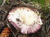 Russula xerampelina image