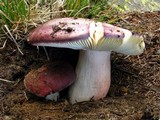 Russula xerampelina image
