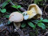 Cantharellus formosus image