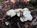 Cantharellus subalbidus image
