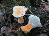 Hydnellum aurantiacum image