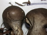 Lycoperdon umbrinum image