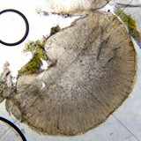 Biatora vernalis image