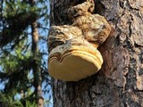 Fomitopsis officinalis image
