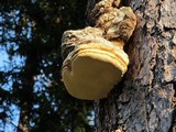 Fomitopsis officinalis image