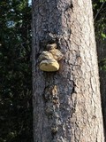 Fomitopsis officinalis image