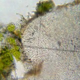 Biatora vernalis image