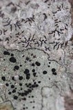 Graphis scripta image