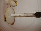 Amanita flavorubens image