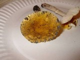 Amanita flavorubens image