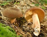 Lactarius corrugis image