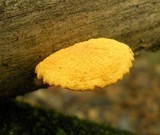 Cyptotrama chrysopepla image