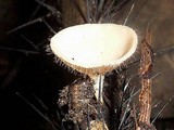 Cookeina tricholoma image