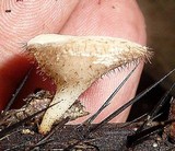 Cookeina tricholoma image