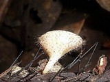 Cookeina tricholoma image