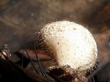 Cookeina tricholoma image